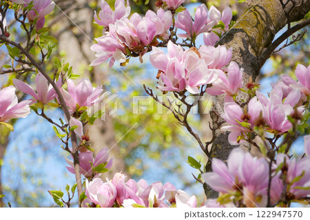 Magnolia Soulangeana sakura blossom in Vienna. Spring concept 122947570