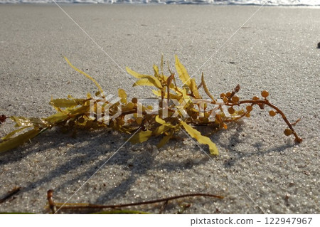 Seaweed on the beach as a close up Seaweed on the beach as a close up 122947967