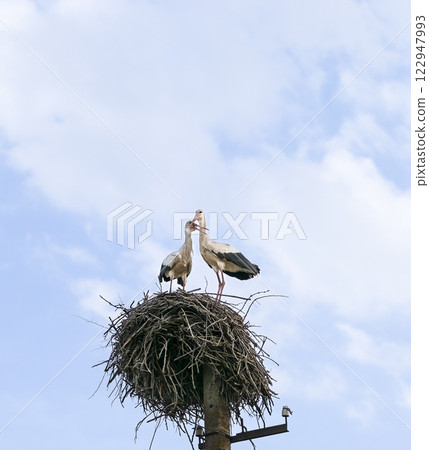 Two white storks (Ciconia ciconia) stand on a large twig nest, touching beaks against a bright sky. In spring, storks build nests and prepare to breed, strengthening bonds and ensuring a safe habitat. 122947993