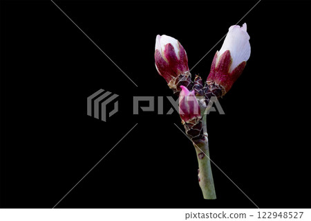 Almond tree buds isolated on black background, the almond tree blooms earlier than anyone else in Central Asia at the end of February 122948527