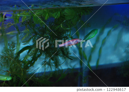 Peaceful aquarium scene with tropical fish swimming among lush green plants. Zebrafish, Danio rerio Peaceful aquarium scene with tropical fish swimming among lush green plants. Zebrafish, Danio rerio 122948617
