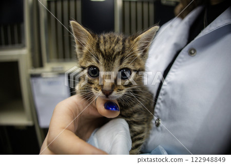 A homeless kitten in the arms of a veterinarian A veterinarian carefully holds a small adorable kitten during an examination at a veterinary clinic providing assistance and caring for its well-being. 122948849