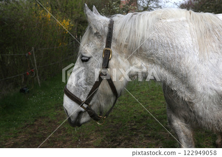 Horse of Percheron race in Belleme village Horse of Percheron race in Belleme village 122949058