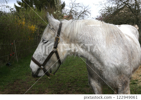 Horse of Percheron race in Belleme village Horse of Percheron race in Belleme village 122949061