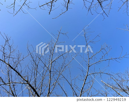 Blue skies and cherry blossom buds waiting for spring 122949219