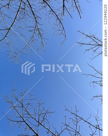 Blue skies and cherry blossom buds waiting for spring 122949220