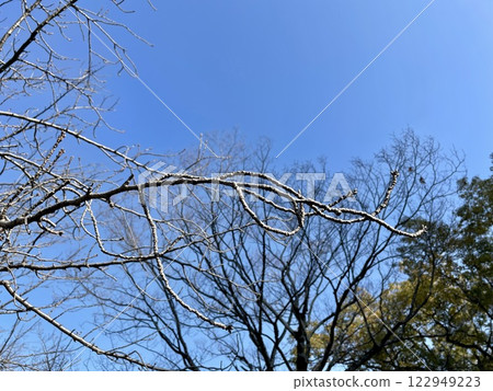 Blue skies and cherry blossom buds waiting for spring Blue skies and cherry blossom buds waiting for spring 122949223