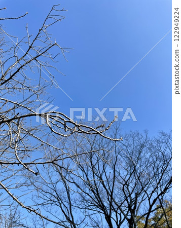 Blue skies and cherry blossom buds waiting for spring Blue skies and cherry blossom buds waiting for spring 122949224