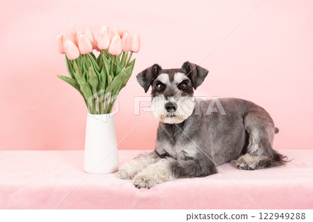 粉紅背、粉紅鬱金香和迷你雪納瑞 122949288