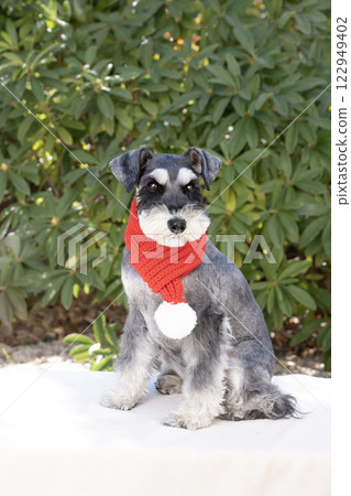 紅色圍巾的迷你雪納瑞 122949402