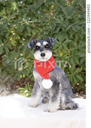 紅色圍巾的迷你雪納瑞 122949403