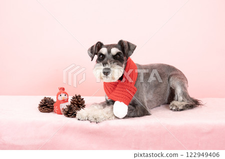 Miniature Schnauzer with a pink back and red scarf Miniature Schnauzer with a pink back and red scarf 122949406