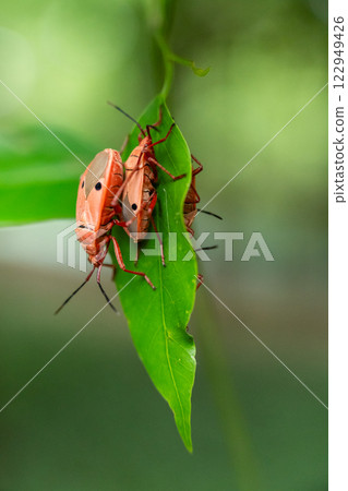 Red Cotton Bugs Mating on Green Leaf: A Macro Interaction in Focus 122949426