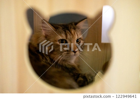 Brown fluffy cat is wondering around the cat-shaped opening in a wooden box, for pet climbing activity. Mixed breed cat between Maine Coon and Scottish Fold. Brown fluffy cat is wondering around the cat-shaped opening in a wooden box, for pet climbing activity. Mixed breed cat between Maine Coon and Scottish Fold. 122949641