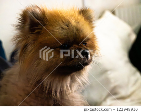 Adorable Pomeranian with a Funny and Cute Expression Close-Up Portrait Adorable Pomeranian with a Funny and Cute Expression Close-Up Portrait 122949910