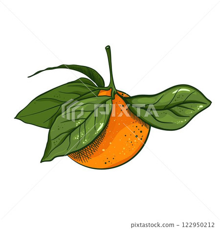 Mandarin vector illustration. Hand drawn isolated whole sweet citrus fruit, orange peel, tropical clementine with leaves on tree branch, fresh tangerine. 122950212