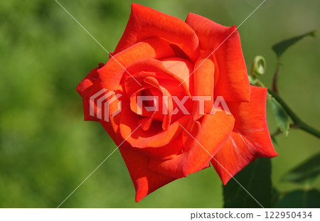 Rose flower close-up - it is a perennial bush plant, family Rosaceae, genus Rosa 122950434