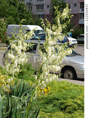 Flowers Yucca filamentosa is a perennial evergreen monoecious almost stemless plant with a woody base, a species of the genus Yucca of the Asparagus family 122950437