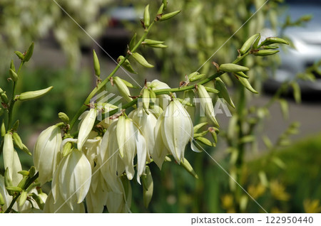 Flowers Yucca filamentosa is a perennial evergreen monoecious almost stemless plant with a woody base, a species of the genus Yucca of the Asparagus family 122950440