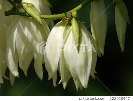 Flowers Yucca filamentosa is a perennial evergreen monoecious almost stemless plant with a woody base, a species of the genus Yucca of the Asparagus family Flowers Yucca filamentosa is a perennial evergreen monoecious almost stemless plant with a woody base, a species of the genus Yucca of the Asparagus family 122950447