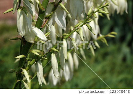 Flowers Yucca filamentosa is a perennial evergreen monoecious almost stemless plant with a woody base, a species of the genus Yucca of the Asparagus family Flowers Yucca filamentosa is a perennial evergreen monoecious almost stemless plant with a woody base, a species of the genus Yucca of the Asparagus family 122950448