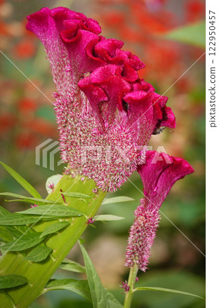 Flower Celosia cristata is an annual herbaceous plant, family Amaranthaceae, from the genus Celosia 122950457