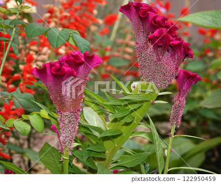 Flower Celosia cristata is an annual herbaceous plant, family Amaranthaceae, from the genus Celosia 122950459