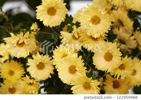 Yellow flowers Chrysanthemum garden, close-up Yellow flowers Chrysanthemum garden, close-up 122950466