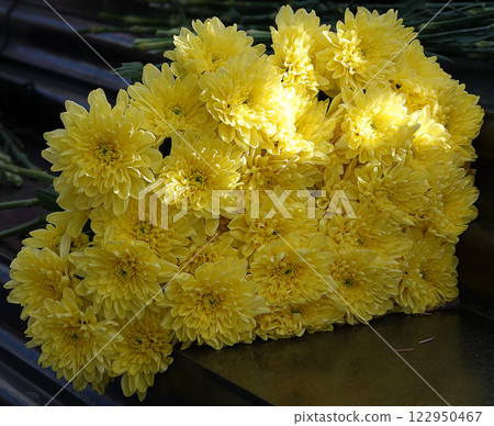 Yellow flowers Chrysanthemum garden, close-up Yellow flowers Chrysanthemum garden, close-up 122950467