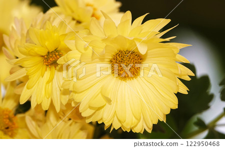 Yellow flowers Chrysanthemum garden, close-up Yellow flowers Chrysanthemum garden, close-up 122950468