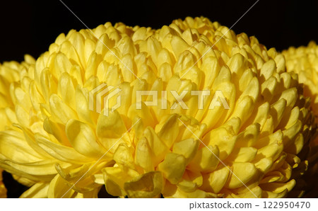 Yellow flowers Chrysanthemum Creamist Yellow, close-up Yellow flowers Chrysanthemum Creamist Yellow, close-up 122950470