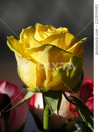 Yellow rose flower close-up - is a perennial bush plant, family Rosaceae, genus rose hips Yellow rose flower close-up - is a perennial bush plant, family Rosaceae, genus rose hips 122950483