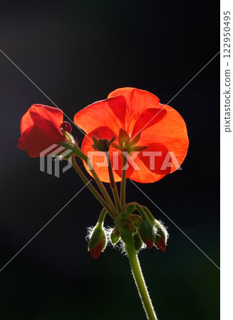 The flower of the plant Geranium Agrovita or Zhuravelnik is a perennial herbaceous plant, family Geraniumaceae 122950495