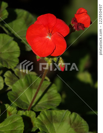 The flower of the plant Geranium Agrovita or Zhuravelnik is a perennial herbaceous plant, family Geraniumaceae The flower of the plant Geranium Agrovita or Zhuravelnik is a perennial herbaceous plant, family Geraniumaceae 122950497