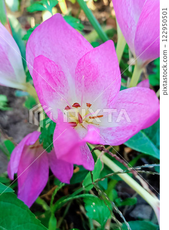 Flowers Colchicum autumnale, blooming in summer, a type of herbaceous bulbous poisonous plant Flowers Colchicum autumnale, blooming in summer, a type of herbaceous bulbous poisonous plant 122950501