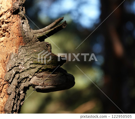 Trees in the autumn forest with bizarre shapes similar to the images of creatures Trees in the autumn forest with bizarre shapes similar to the images of creatures 122950505