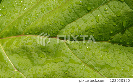 Green leaf with water drops illuminated by the sun Green leaf with water drops illuminated by the sun 122950530