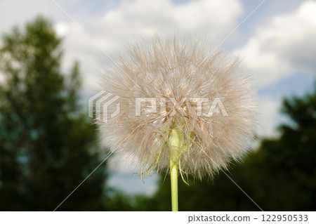 Goat's-beard in flowering period is a herbaceous plant 122950533