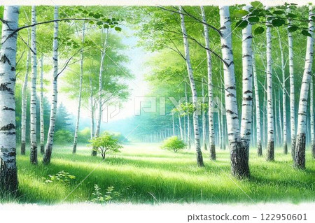 Summer birch forest 122950601