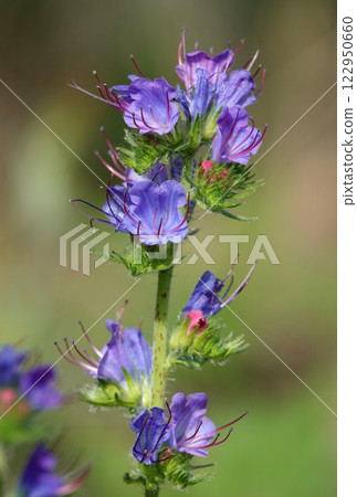 The Echium vulgare flower is a species of herbaceous plant, family Boraginaceae The Echium vulgare flower is a species of herbaceous plant, family Boraginaceae 122950660