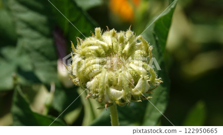 Calendula officinalis flower is a perennial herbaceous plant of the Asteraceae family. Calendula officinalis flower is a perennial herbaceous plant of the Asteraceae family. 122950665