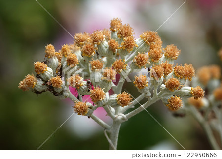 Flowers Jacobea maritima, or Jacobea maritima, or Cineraria maritima, or Cineraria maritima is a shrub or subshrub of the Asteraceae family. Genus Senecio. Flowers Jacobea maritima, or Jacobea maritima, or Cineraria maritima, or Cineraria maritima is a shrub or subshrub of the Asteraceae family. Genus Senecio. 122950666