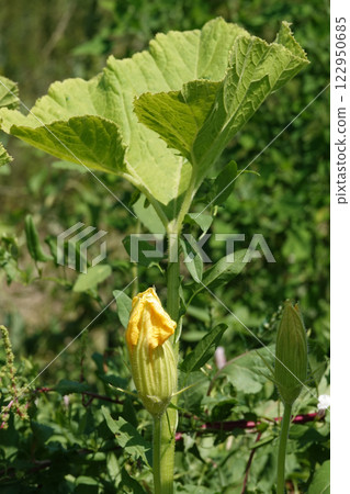 Pumpkin blossom in summer - a genus of herbaceous plants of the Cucurbitaceae family 122950685