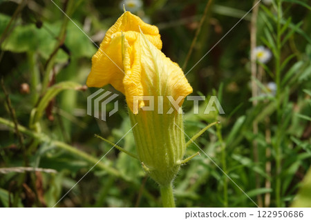 Pumpkin blossom in summer - a genus of herbaceous plants of the Cucurbitaceae family 122950686