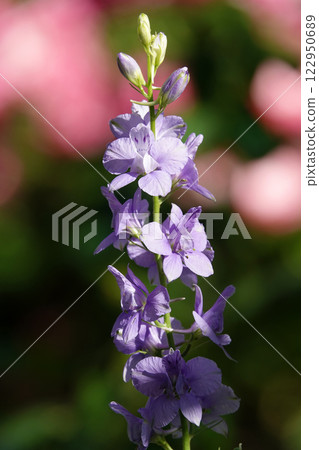 Flowers of Sokirka field or Sokirka consolidated close-up very delicate and beautiful 122950689