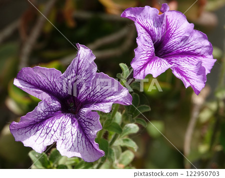 Flowers Petunia flowering plants close-up very delicate and beautiful Flowers Petunia flowering plants close-up very delicate and beautiful 122950703