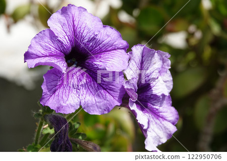 Flowers Petunia flowering plants close-up very delicate and beautiful 122950706