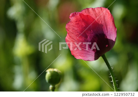 Spring bloom of poppy with large pink flowers 122950732