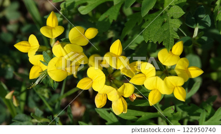 Flowers Ladvenets tenuis - a genus of annual and perennial herbs or subshrubs of the legume family 122950740