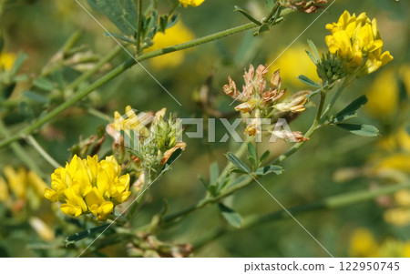 Flowers Lucerne is a genus of annual and perennial herbs or subshrubs of the legume family 122950745